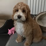 Stuart Mitchell - @stuart.mitchell.142035 - Instagram
