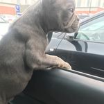 Stuart Nichols - @zeus_god_of_french_bulldogs - Instagram