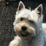 Norton Simpson-Waldner - @stuart_norton_westies - Instagram
