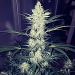 Stuart Parkins - @stuart.parkins.98 - Instagram