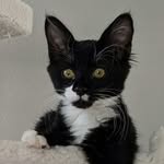 Stuart Patrick - @stuart_patrick_the_cat - Instagram