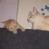 Stuart&Piper - @stuartandpiper - TikTok