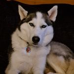 Stuart Powell - @stuart.powell.10 - Instagram