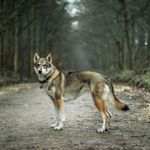 Stuart Reynolds - @sjreynoldsequestrian - Instagram