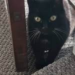 Stuart Salmon - @stuart.salmon.562 - Instagram