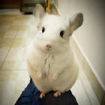 • Stuart Santos 🐁 - @stuart_tutty - Instagram