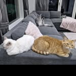 @leo_sheldon_penny_and_stuart - Instagram