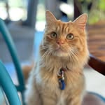 Love Cats 💚 - @sheldon_stuart_harry - Instagram