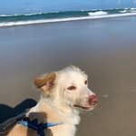 Sheldon e Stuart - @dog.sheldonstuart - Instagram