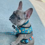 Stuart Little Sherman - @_stuthefrenchie - Instagram