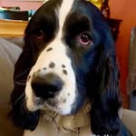 Sir Stuart Sterling - @stuartspringingaround - Instagram