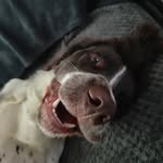 Stuart - @stuartthespringer - Instagram