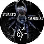 Stuart Steele - @stuartstarantulas - Instagram