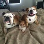Chunk, CoCo and Stuart Winston - @chunkncoconstuart - Instagram