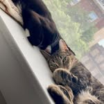 Samson Stuart Winston - @cats_meow_brothers - Instagram