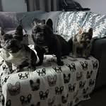 Stuart & Winston & Willow - @sdfrenchiefarm - Instagram