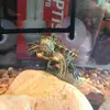 Stuart and Winston - @stuart_and_his_bud - TikTok