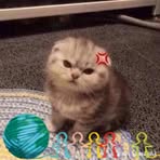 Sua Lee - Facebook