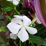 Subhasish Saha - @the_fighting_personality_27 - Instagram
