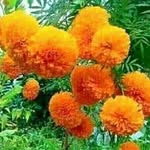 sudarshan chand - @sudar_shanchand - Instagram