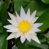 Sudipta Paul - @sudiptapaul2478 - TikTok