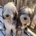Susan Adamson - Facebook