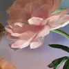 suearroyo8 - @suearroyo8 - TikTok