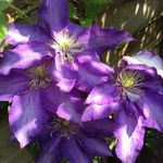 Susan Ashby - @sueashby183 - Instagram