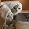 sue sue sue - @sue.baek - TikTok