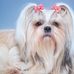 Sue Baird - Facebook