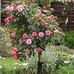 Sue Barrell - Facebook