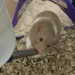 Potato Sue Bean - @potato.bean.hamster - Instagram