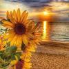Sue Bean230 - @suebean1970 - TikTok
