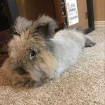 Sue Bean and Buddy - @suenbuddy08 - Instagram