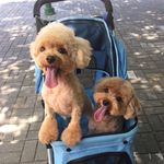 Sue Wong - @sue_bean_egg - Instagram
