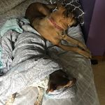Sue Belanger - @pspolpis - Instagram