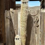 Sue Woods Belanger - @suebelanger1 - Instagram
