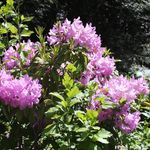 Susan Belanger - @sue22340 - Instagram