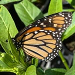 Sue Berg - @hershy1954 - Instagram