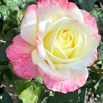 Sue Berg - Facebook