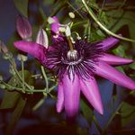 Sue Blue - @dance.of.nature - Instagram
