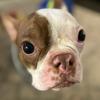 Sue.Boston - @sue.boston - TikTok