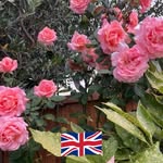 Sue Boyle - @sue.boyle.357 - Instagram