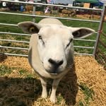 Sue Boyle - @sueboyle14 - Instagram