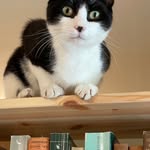 Sue Boyle - @sueboyle2 - Instagram