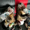 KATHY'S MONKEYS FOR ADOPTION💖 - @kathysuebritton - TikTok