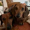 Sue Hughes Britton - @suehughesbritton - TikTok