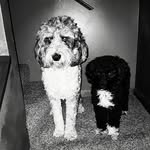 Jagger & Lexi by Sue Brunsma - @suebrunsma - Instagram