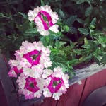 Sue Buck - @suzeb55 - Instagram