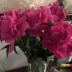 Sue Buck - @suebuck4011 - Instagram